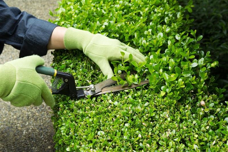Gardening and landscaping services